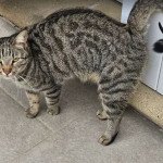 tichat chatoune morsure agressivité