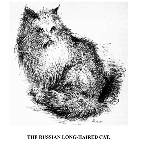 Illustration chat russe à poils mi-longs du livre “Our cats and All About them (1889/1892) - Harrison Weir