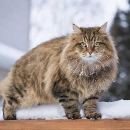 chat sibérien Komandor Sibaris